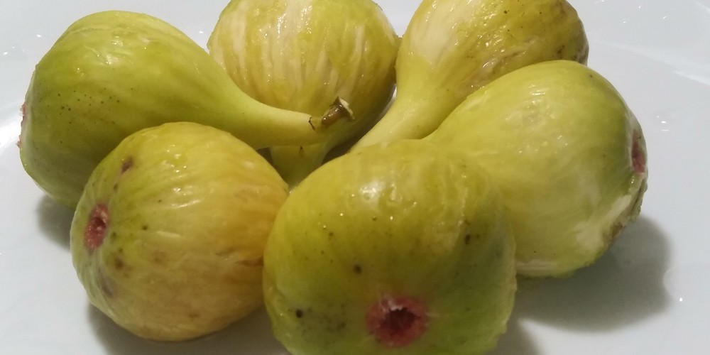 WHITE MADEIRA FIG TREE - 1 Bare root 2 years old