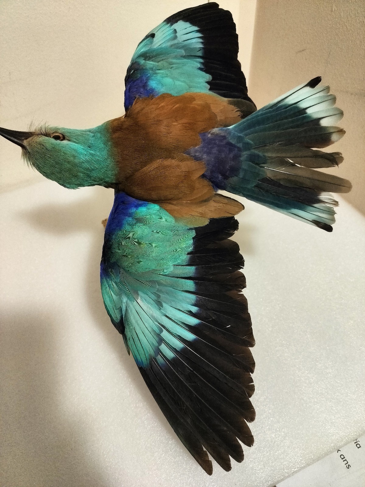real bird taxidermy wall mount 2025