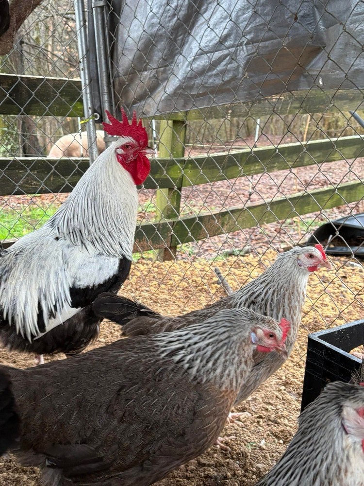 Threatened SC SG Dorking Hatching Eggs