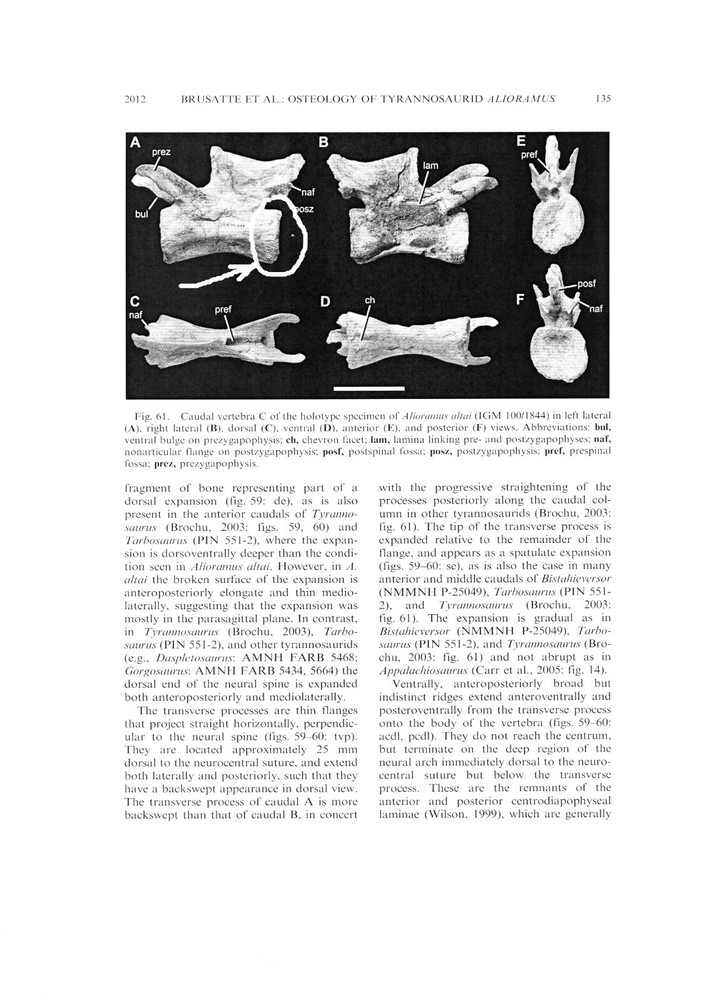 Fossil Tyrannosaur Bone
