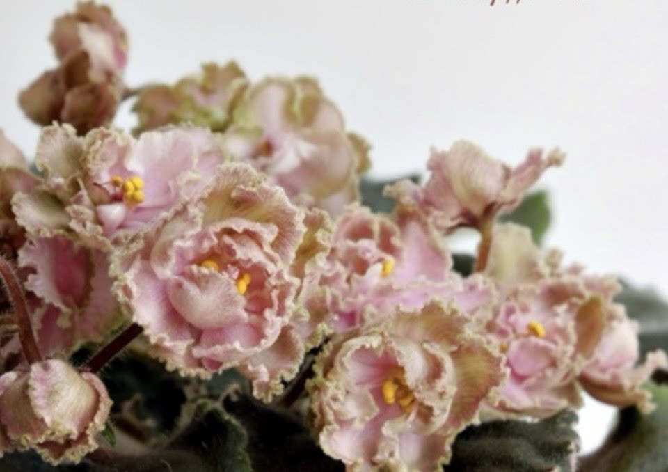 African Violet LE Kardamon Starter