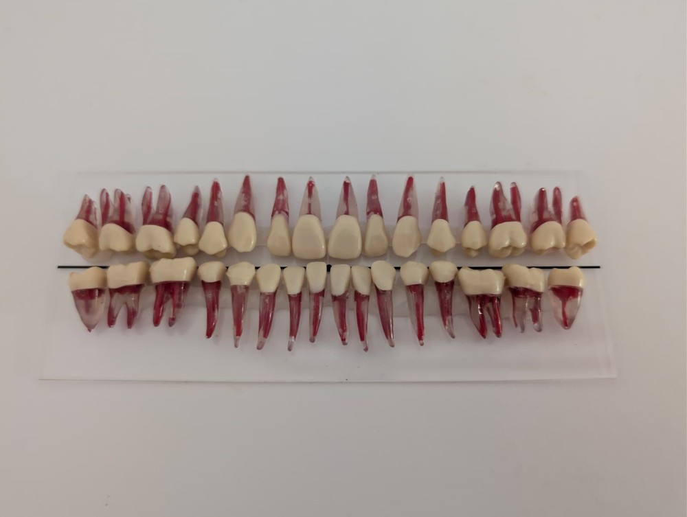 32pcs/Set Endodontic Teeth Model - Dental Practice Training Root Canal