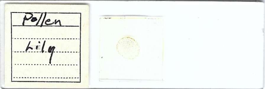 Lily Pollen Microscope Slide