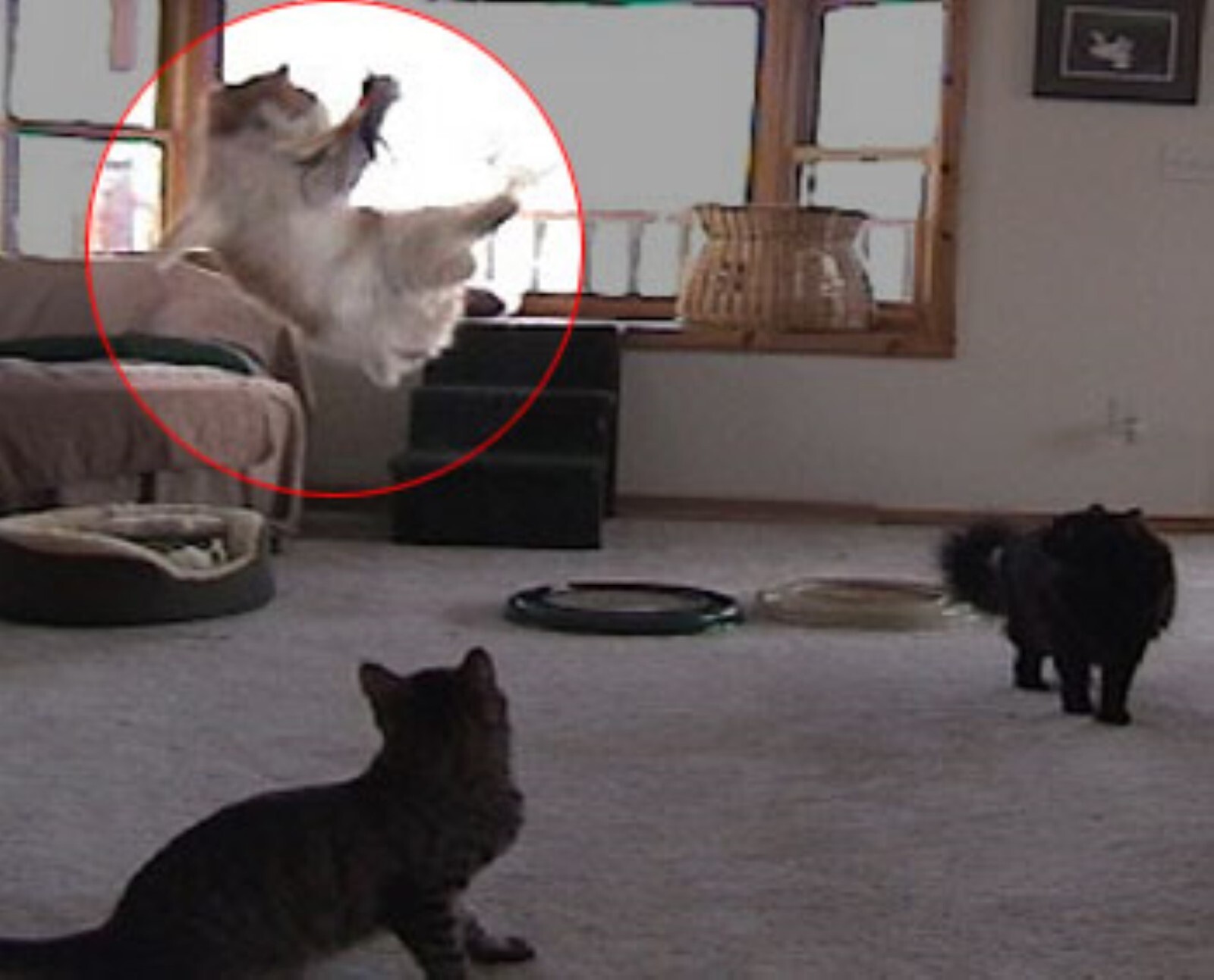 6 Da Bird Feather Refills (3 Guinea, 3 Turkey) for Wands Poles Go Cat Kitten FUN