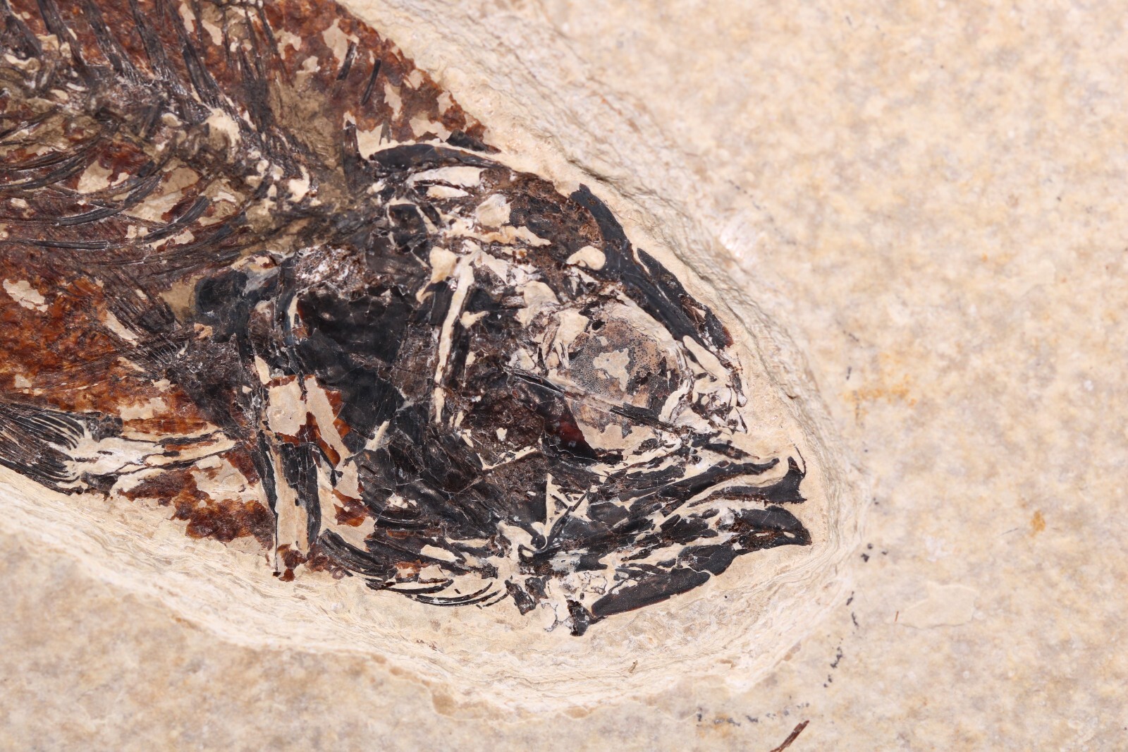 5.2" Mioplosus Fossil Fish Fossil Lake Green River Fm Wyoming WY COA 11740