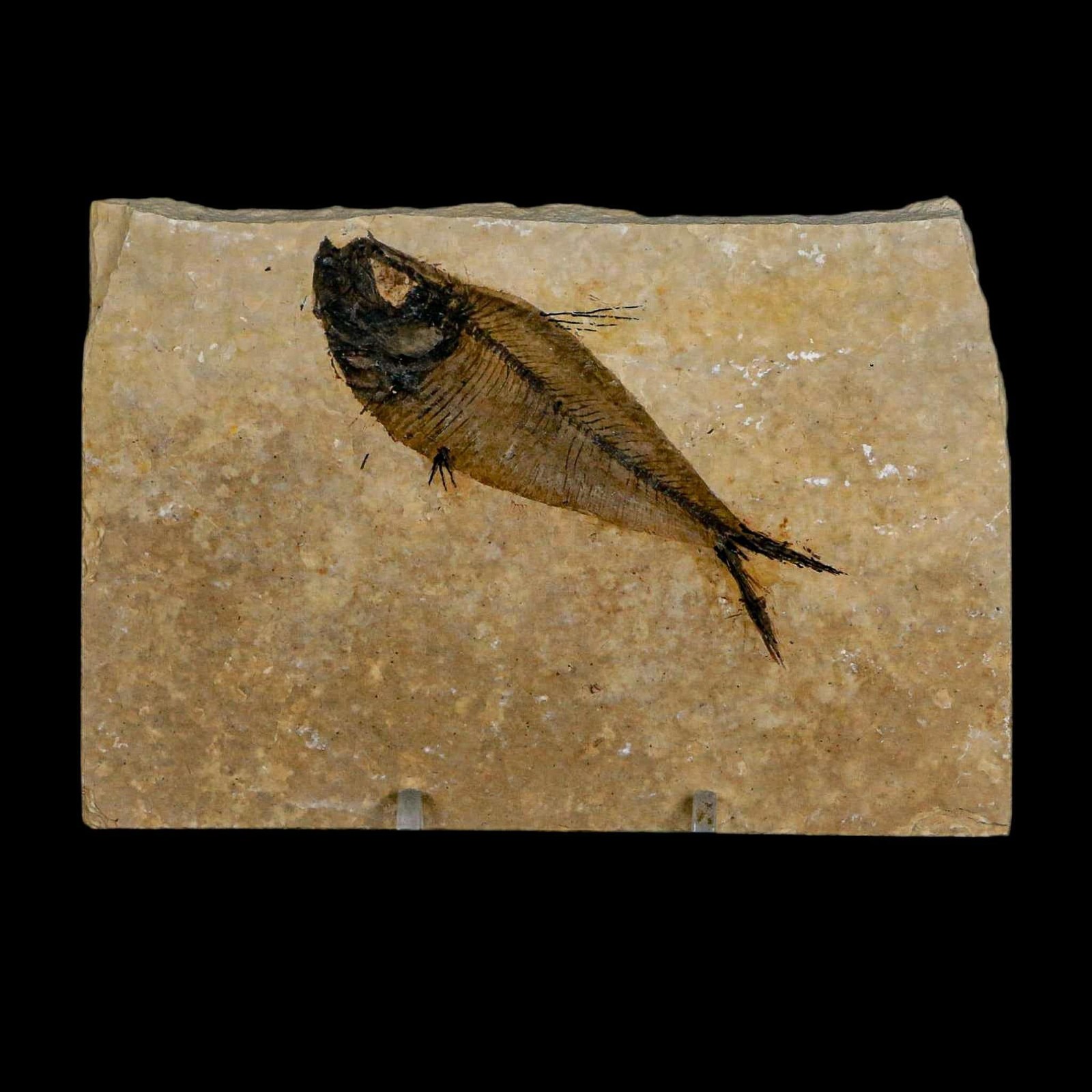 3.3" Diplomystus Dentatus Fossil Fish Green River FM WY Eocene Age COA, Stand