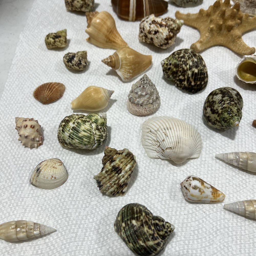 Sea Shells Assorted B1 80 Pieces