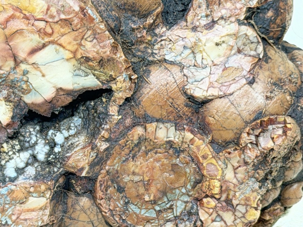 Cold Mountain Jasper Half Nodule, Lot#203