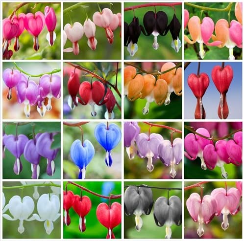 20 pcs Rare Mix Color Red Pink Purple White Bleeding Heart Seeds Shade Flower