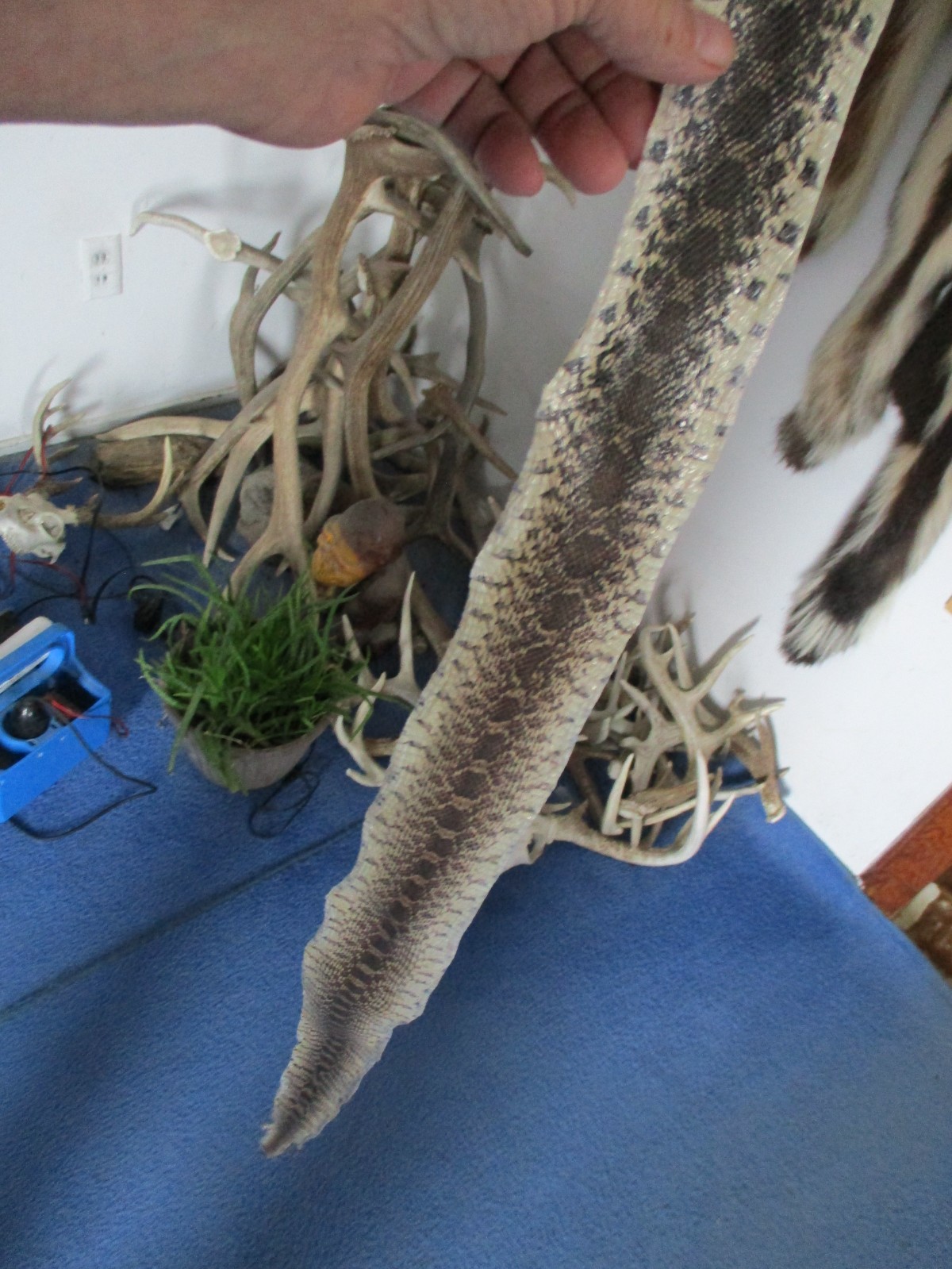 BULL snake skin snake hide DRY tanned bow wrap blanks snake art NICE 47 IN. X5