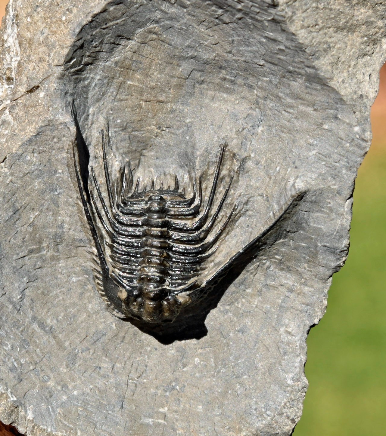 Trilobite Fossil, Leonaspis sp., from Morocco #1