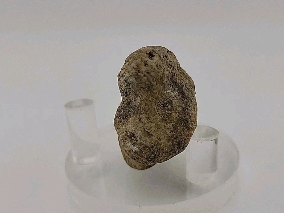 Real Permineralized Lizard 🦎 Egg Fossil