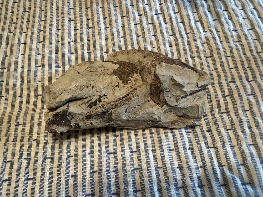 Fossilized Fish Skull With Teeth