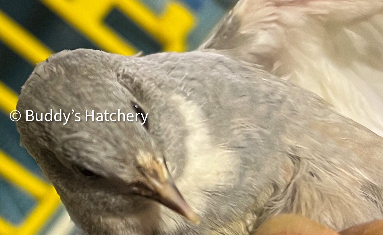 24 Button Quail Fertile Hatching Eggs Quail