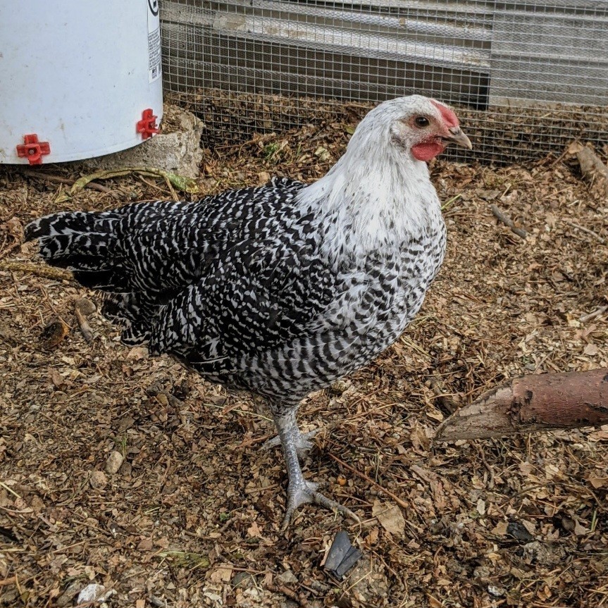 12 Deathlayer Chicken Hatching Eggs!!!NPIP/AI
