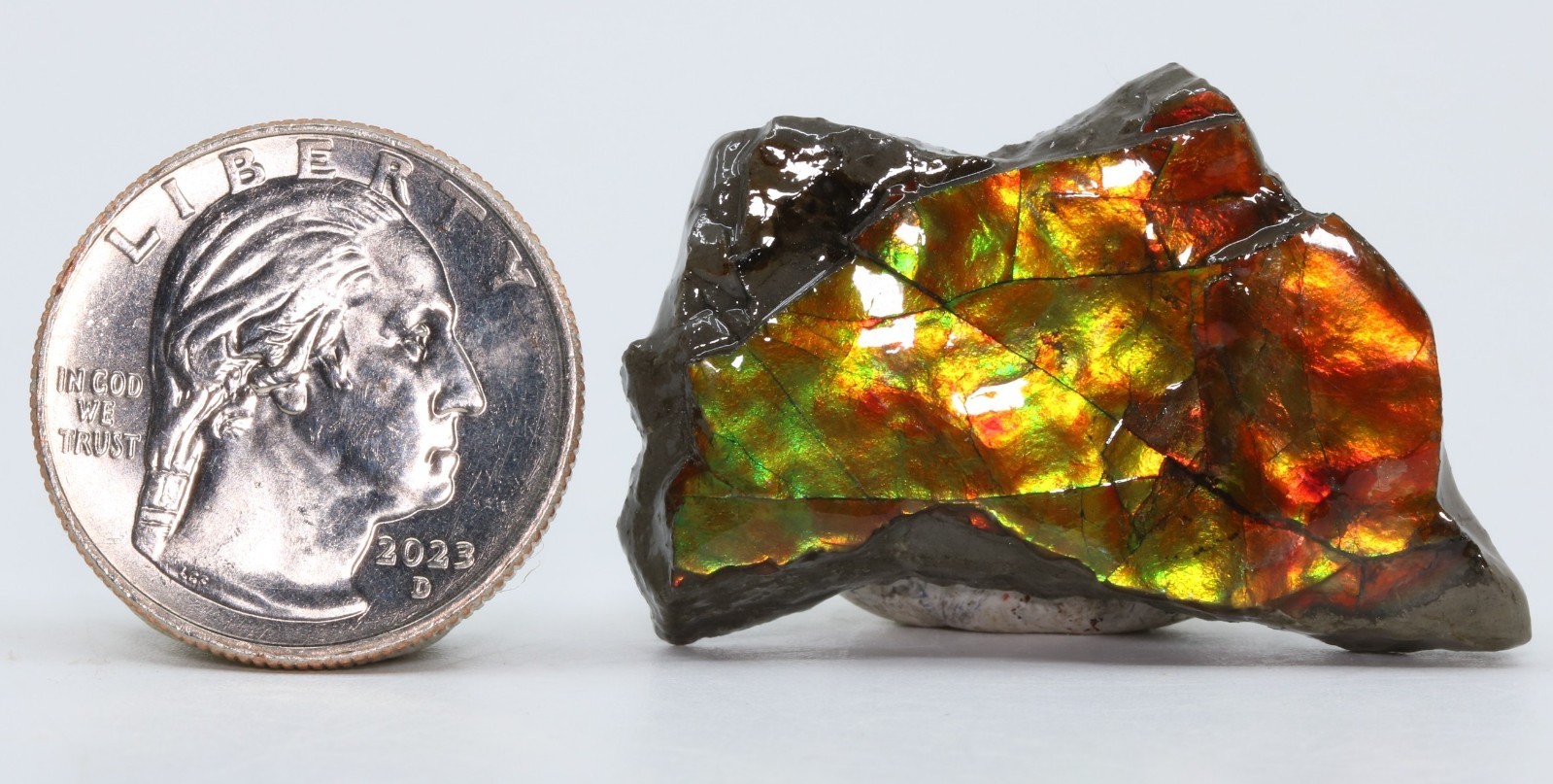 KORITE Ammolite Ammonite shell 41.7mm 1.64" Alberta Canada COA 7139