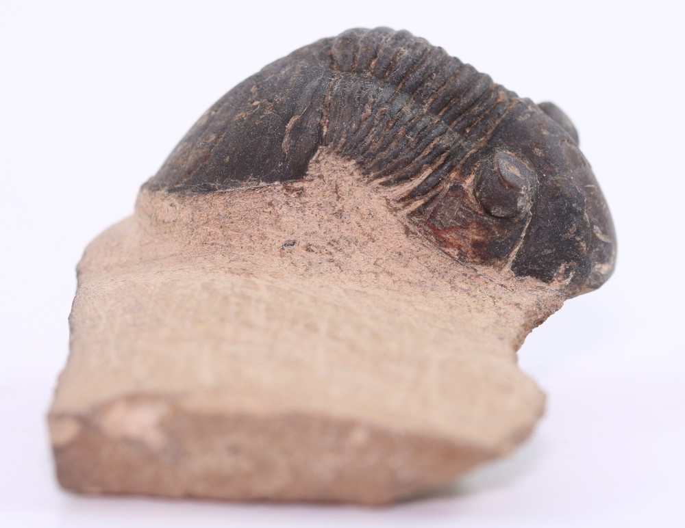 Fossil Trilobite Paralejurus Devonian Morocco COA 5483