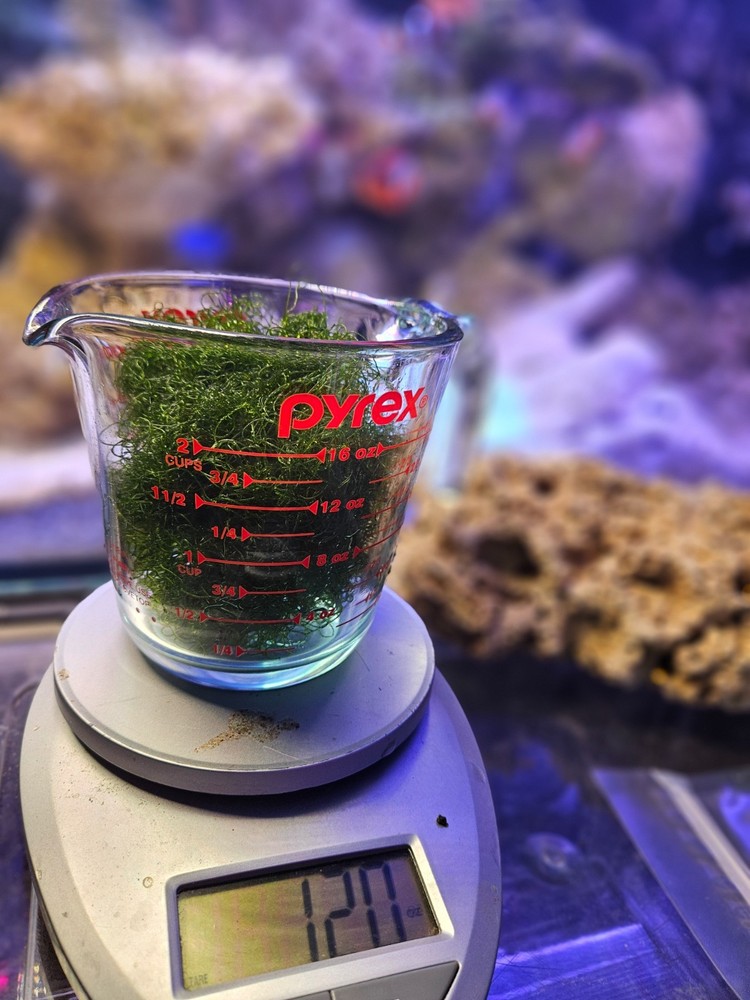 2 Cup Chaetomorpha Macro Algae Super Chaeto FEDEX 2 Days ! 1.25 oz