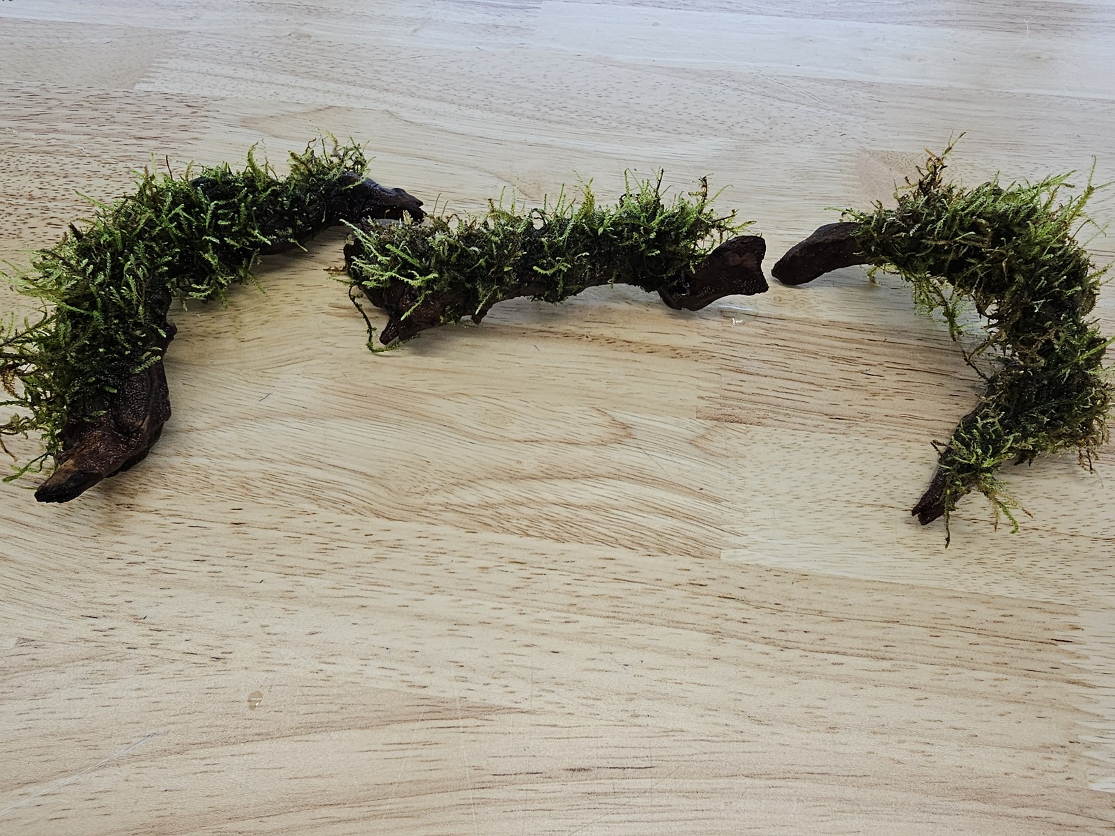 Moss On DriftWood Live Aquarium Plants