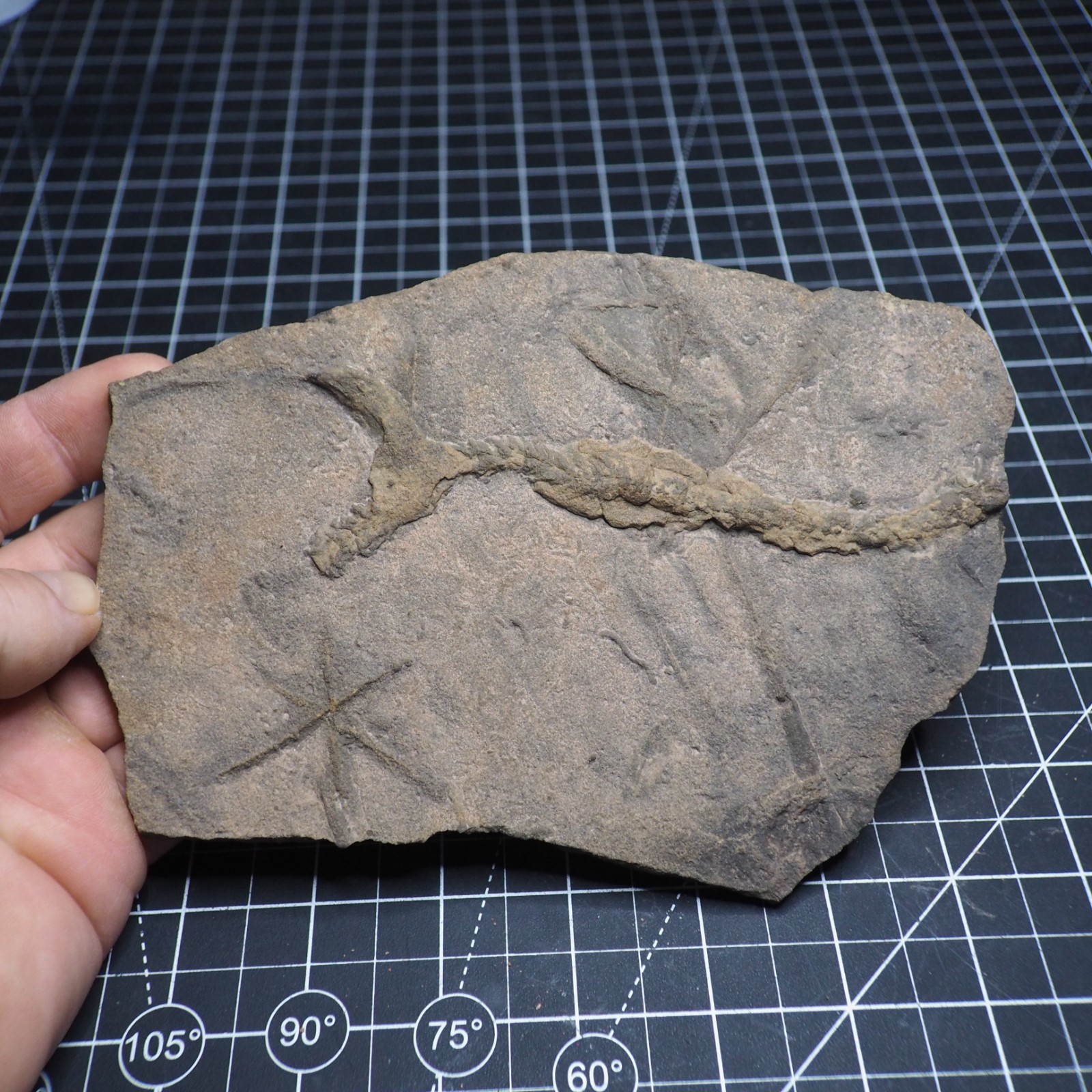Trilobite Trace Fossil Cruziana Feeding Track Ordovician Morocco Star Trace