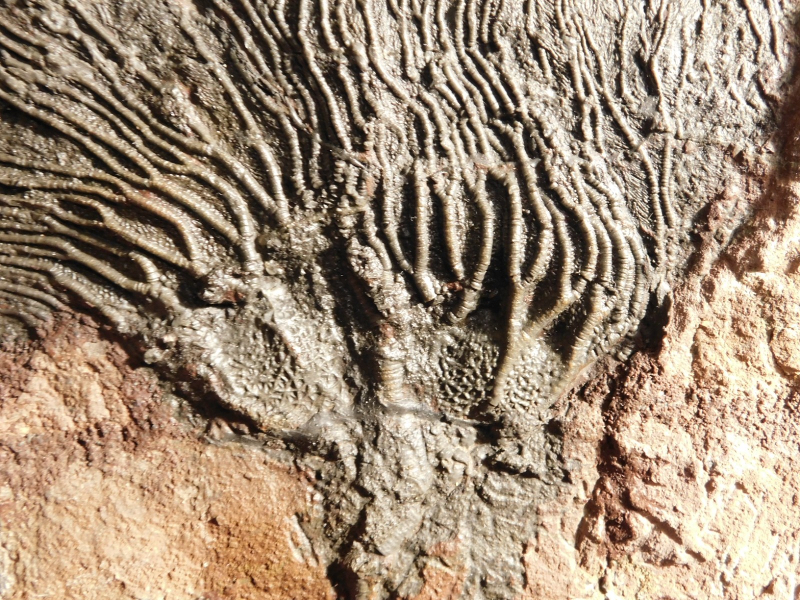 TWO BIG! 430 Million Year Old! CRINOID Fossils or Sea LILY Fossil Morocco 1565gr