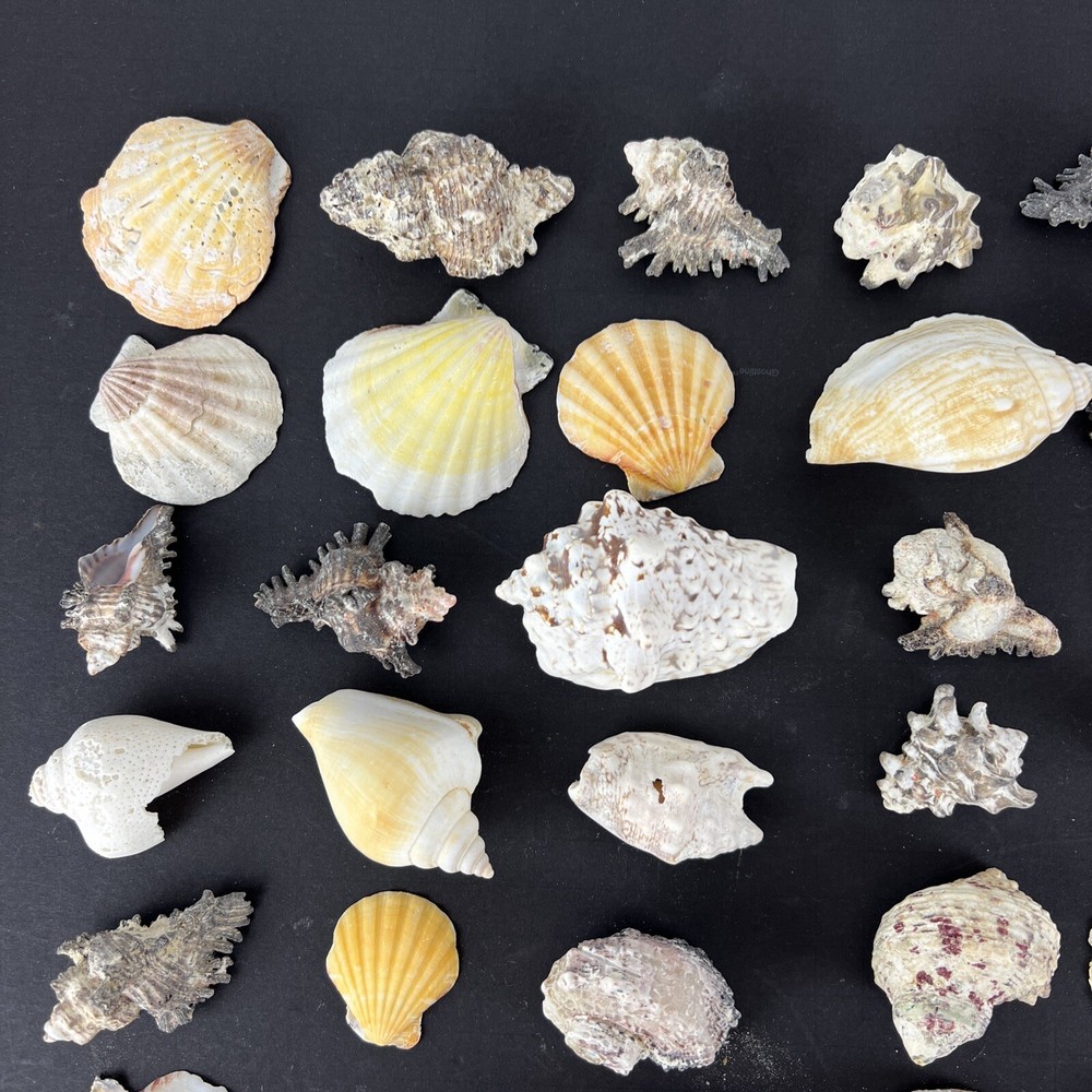 Natural Seashell Lot Various Shapes Sizes & Textures 40+