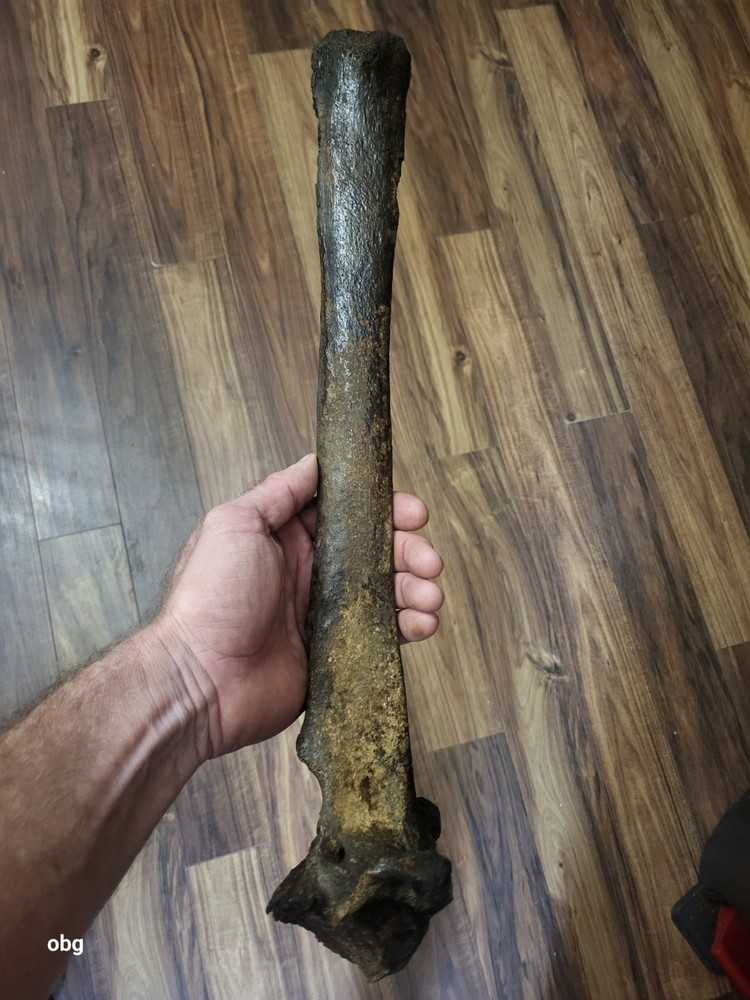 Historic Bison thoracic vertebra