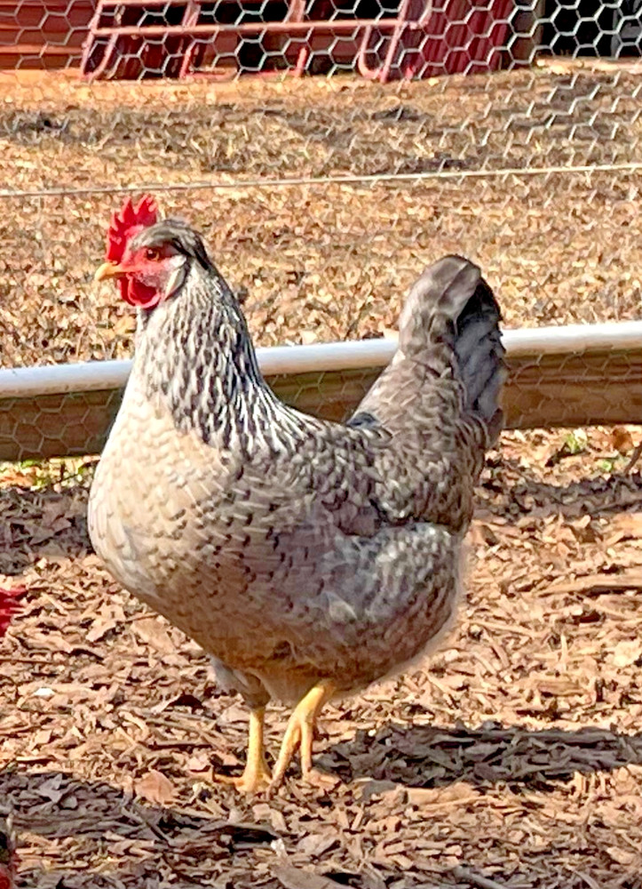 Crested Cream Legbar hatching eggs 6+1