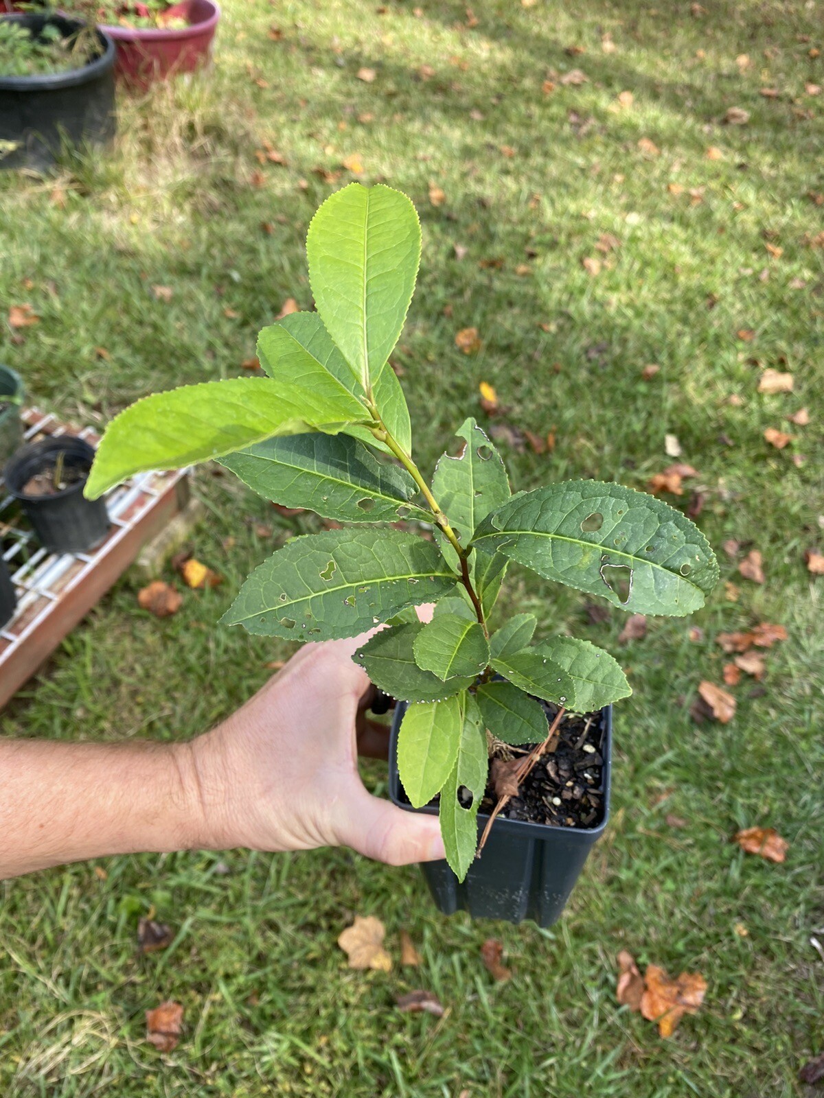 Tea Plant | Camellia sinensis | Black, Oolong, Green Tea