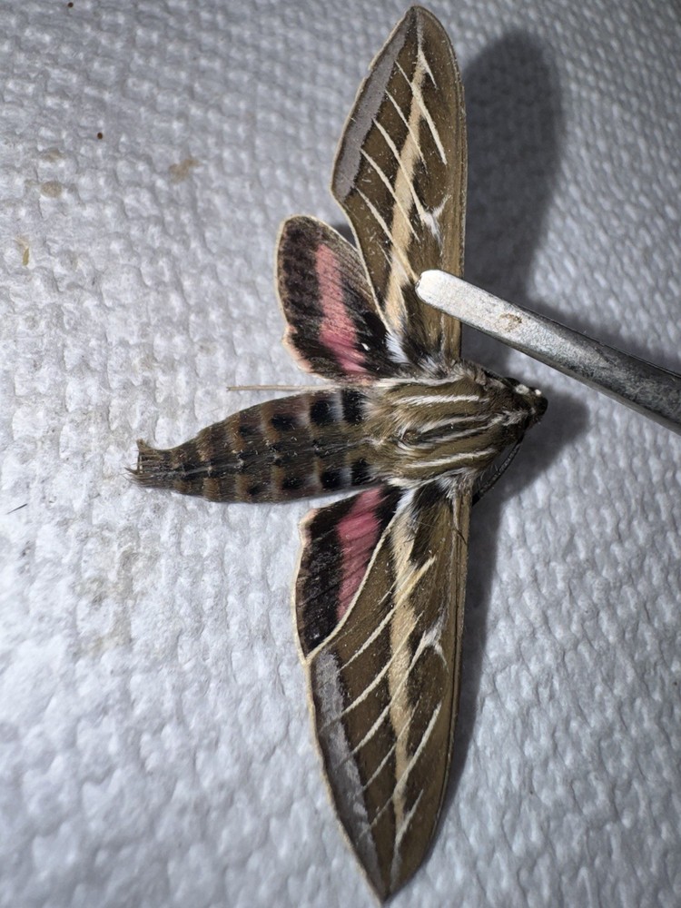 BY5 - White lined Sphinx Moth - Hyles linearis