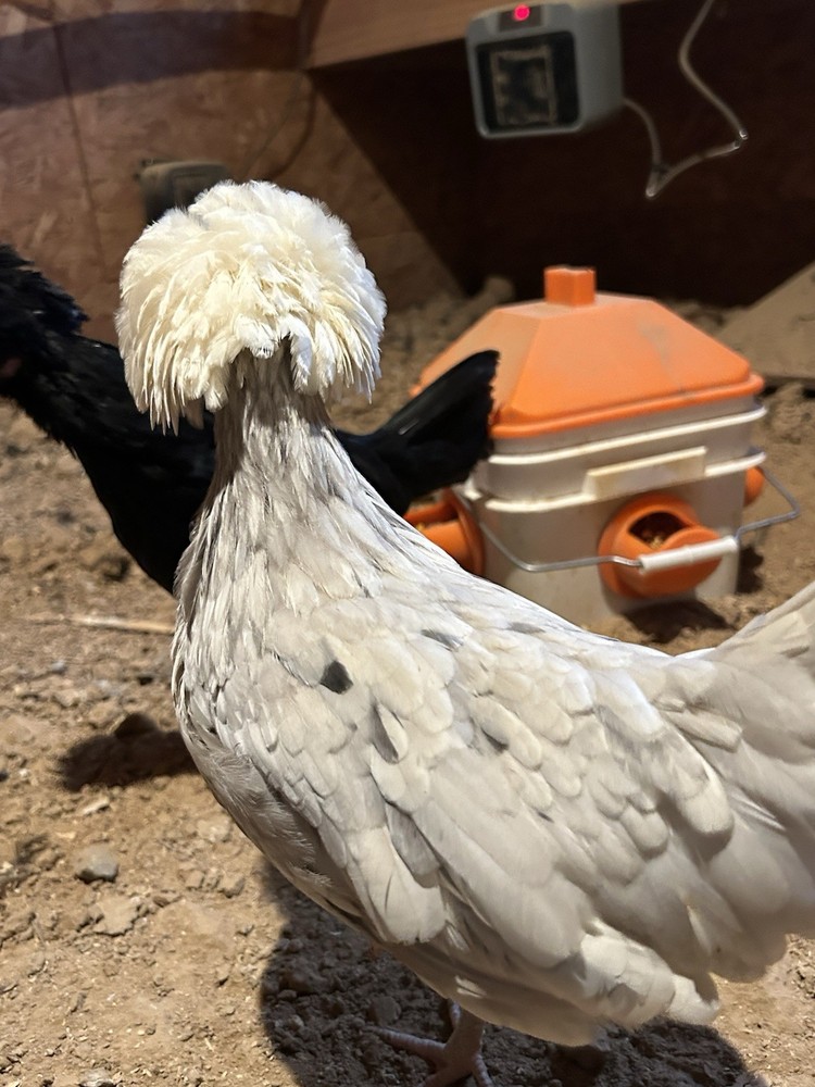 Fertile Polish Hatching Eggs +6