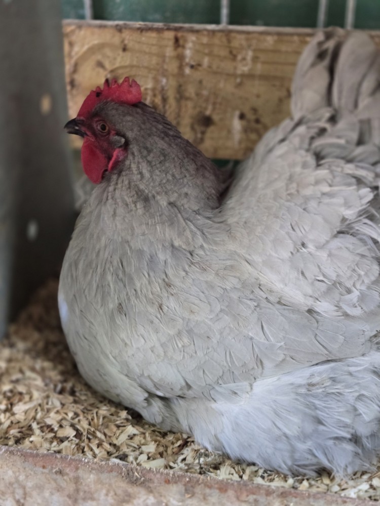 Lavender  Orpington Hatching Eggs 12 Plus 2