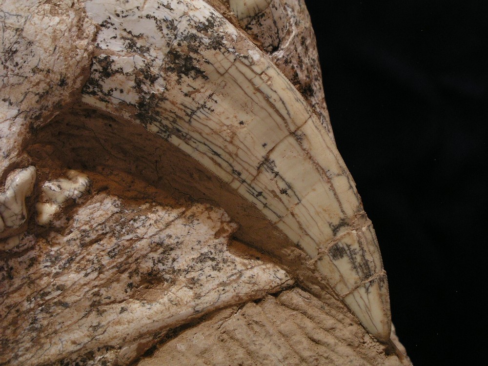 Authentic Saber-Tooth skull matrix