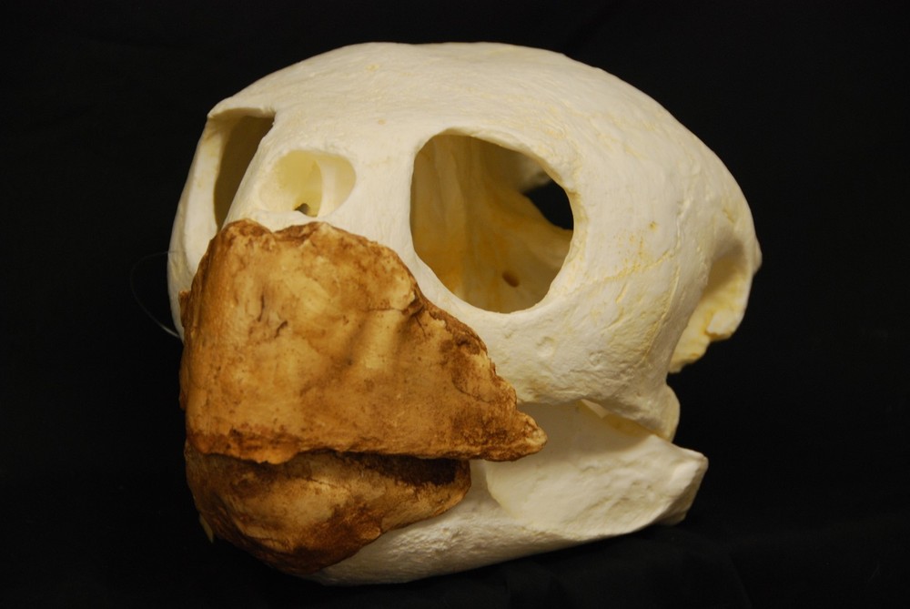 LOGGERHEAD TURTLE SKULL REPLICA