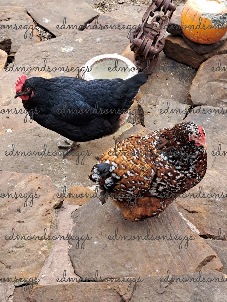 12 Colorful Hatching EGGS.multi Gen Olive EGGER Easter Egger Free Ranging Mix