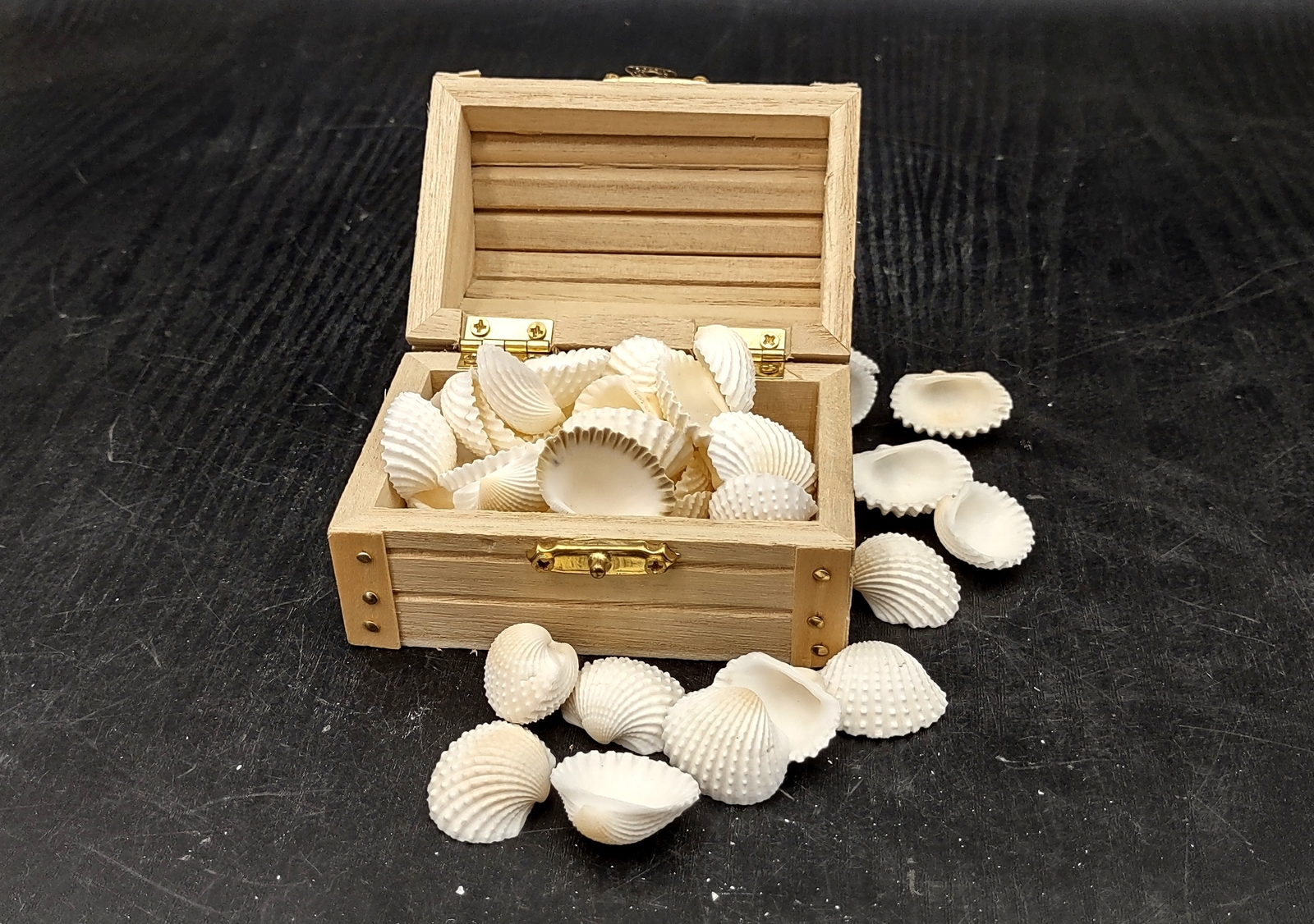 White Ark Clam Seashells Andara Granosa (approx. half cup 35+ shells 0.5+ in.)