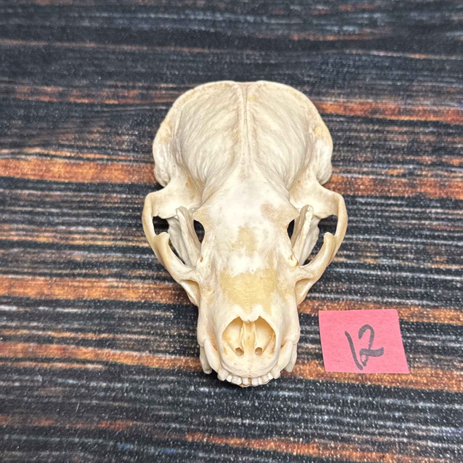 Real XL Badger Skull Unique Gift Halloween Craft Animal Mount Art Model Head Odd