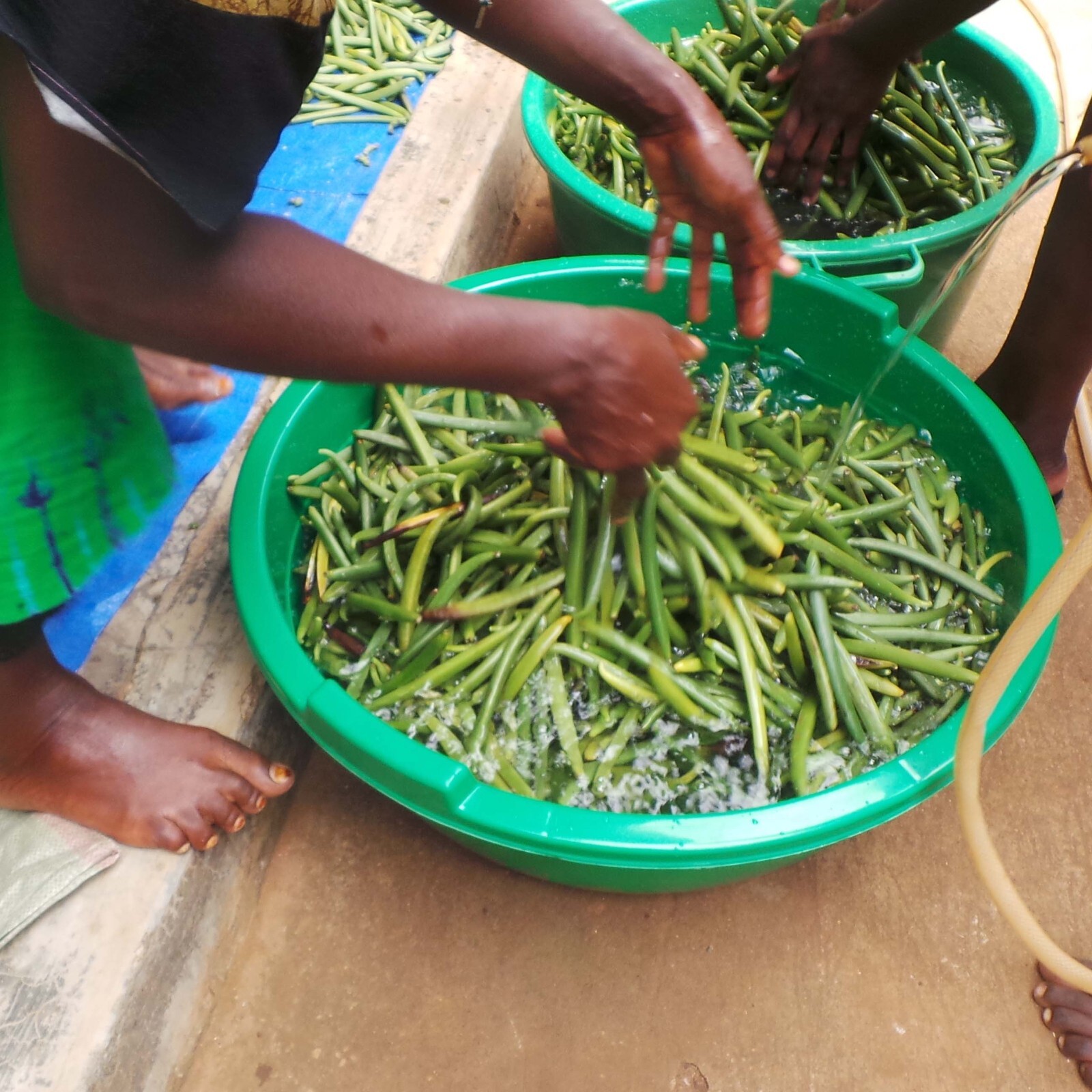 Fresh Organic Vanilla Beans Grade A 5'- 8' - Bulk Vanilla Pods and Vanilla Cuts.
