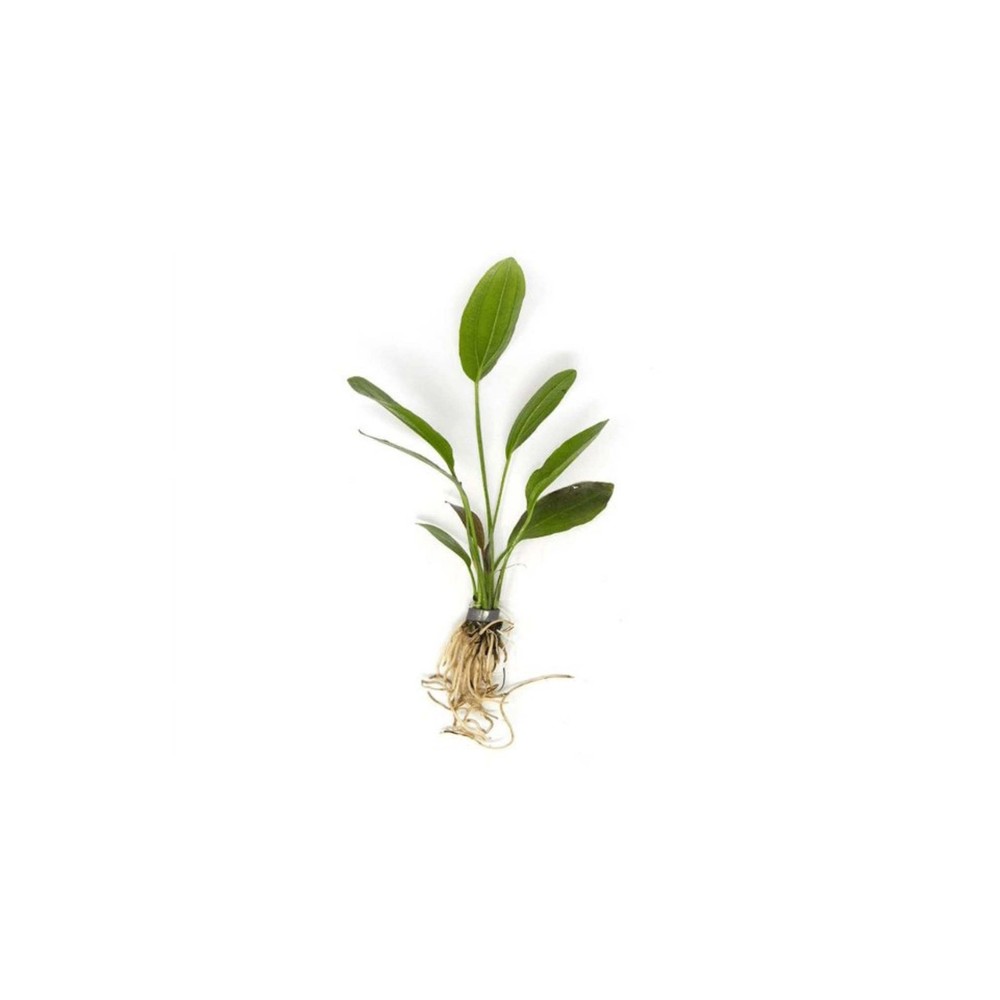 Melon Sword (Echinodorus Osiris) Medium