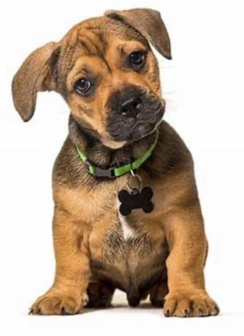 Custom Engraved Personalized Pet Tag Id Dog Cat Name Tags Double Side