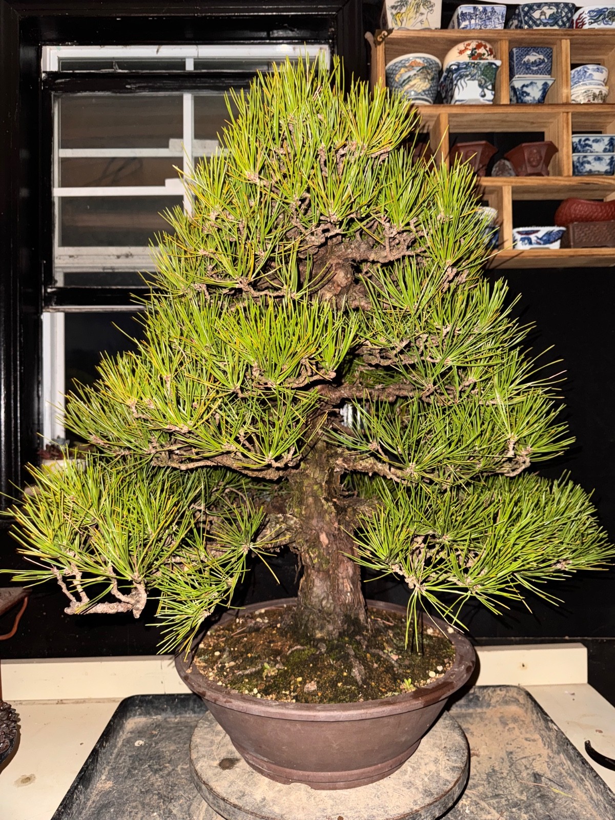 Japanese Black Pine, Bonsai Tree.  Outdoor Evergreen.