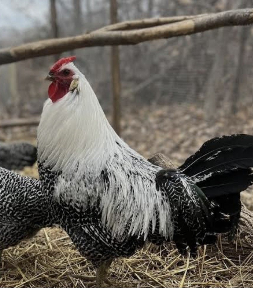 12 Deathlayer Chicken Hatching Eggs!!!NPIP/AI