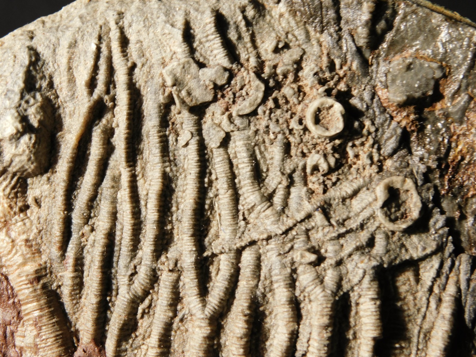 430 Million Year Old! CRINOID Fossil or Sea LILY Fossil Morocco 505gr