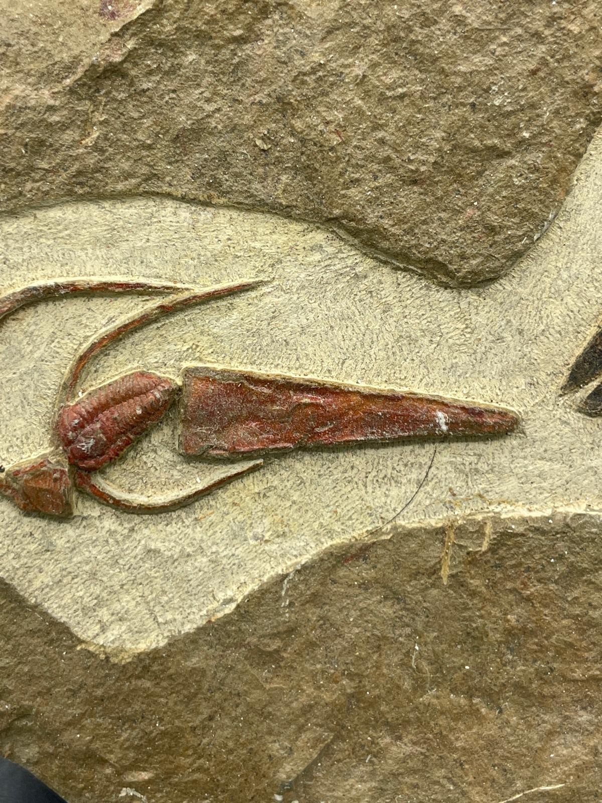 Rare Ordovician Life Plate: Euloma, Orthoceras & Ampyx Association