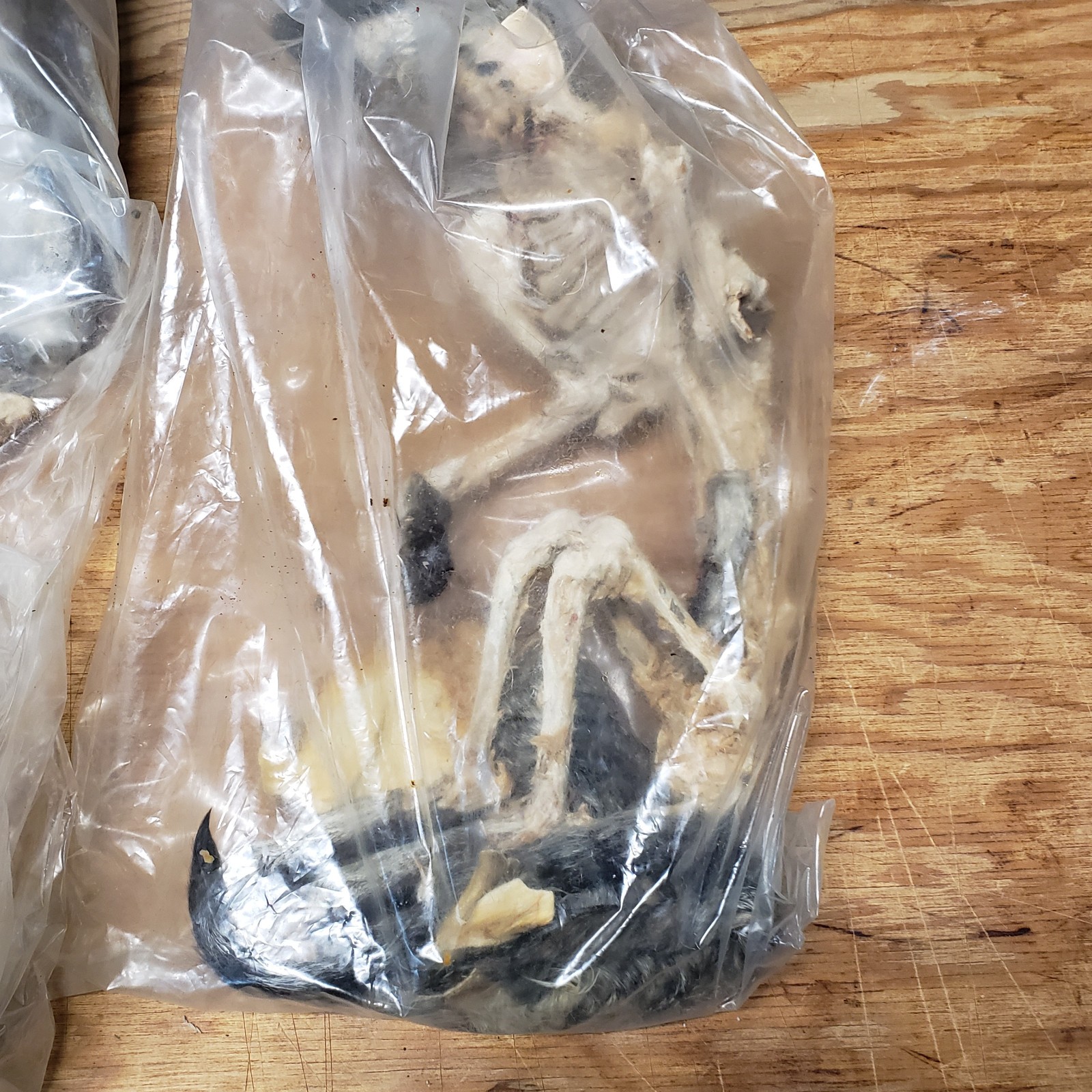 Cat Specimen Taxidermy Oddities Mummified School Research Dissect Lot