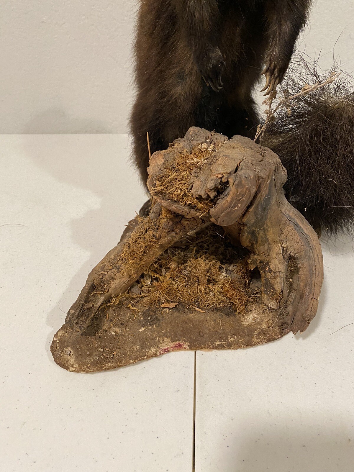 Rare Adult Brown Striped Skunk Taxidermy Mounted 16” Tall Vintage Oddity NICE