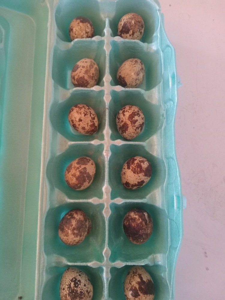 12 Jumbo Mix Coturnix Quail Hatching Eggs