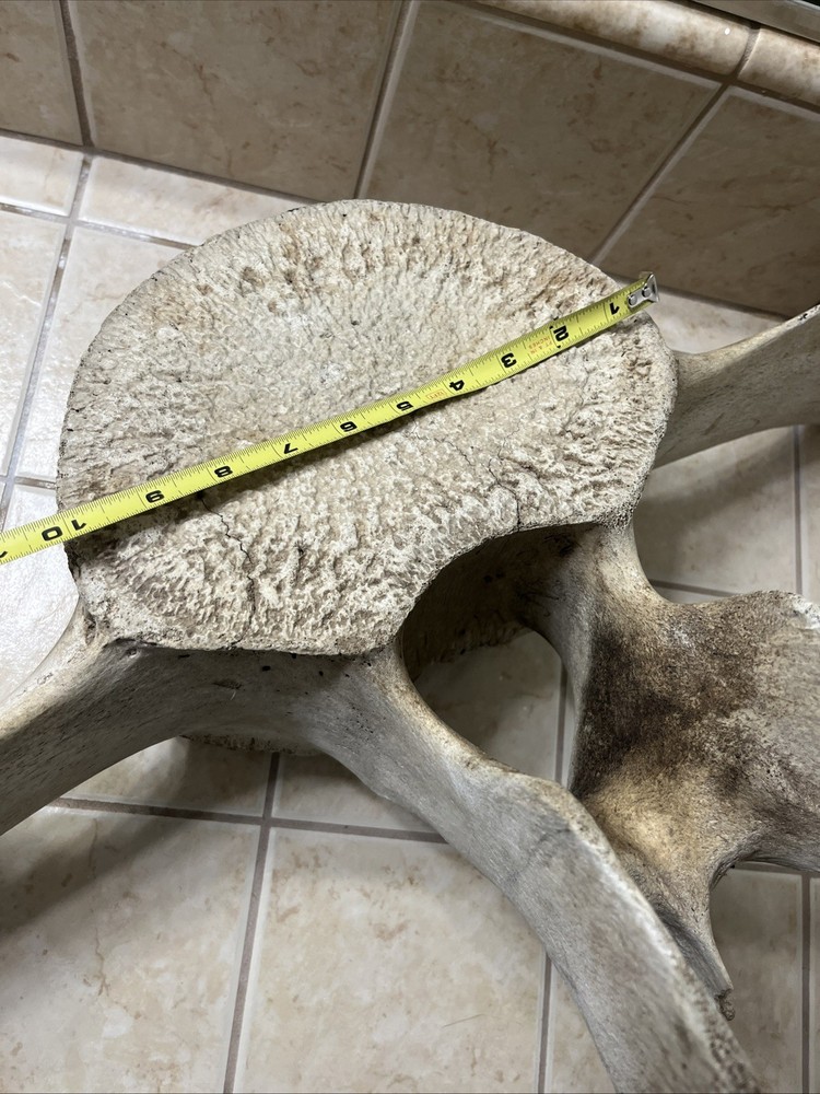 Whale Vertebrae Fossil Bone