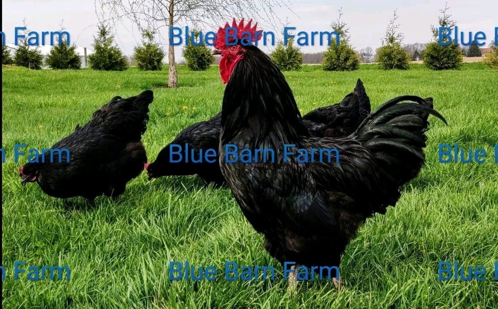 6 Solid Black Marans  Chicken Hatching Eggs. Purebred. NPIP.