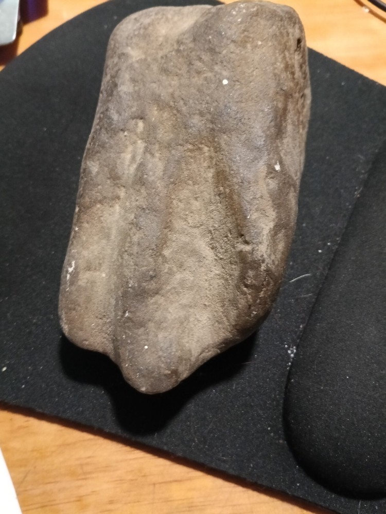Fossilized Prehistoric Dinosaur Foot